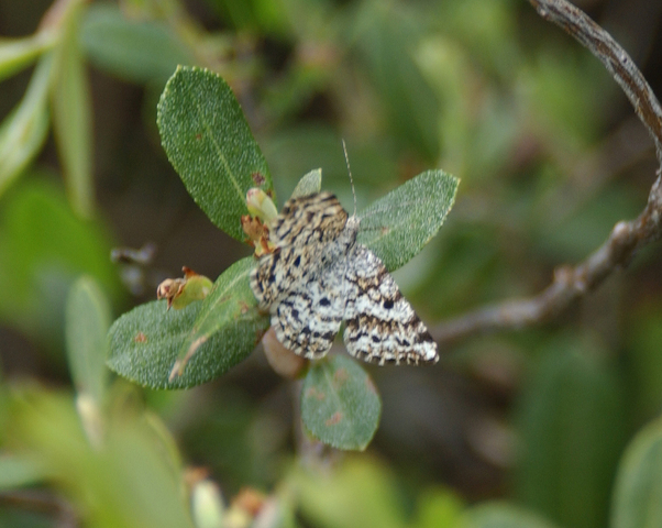 Photo of Eufidonia discospilata