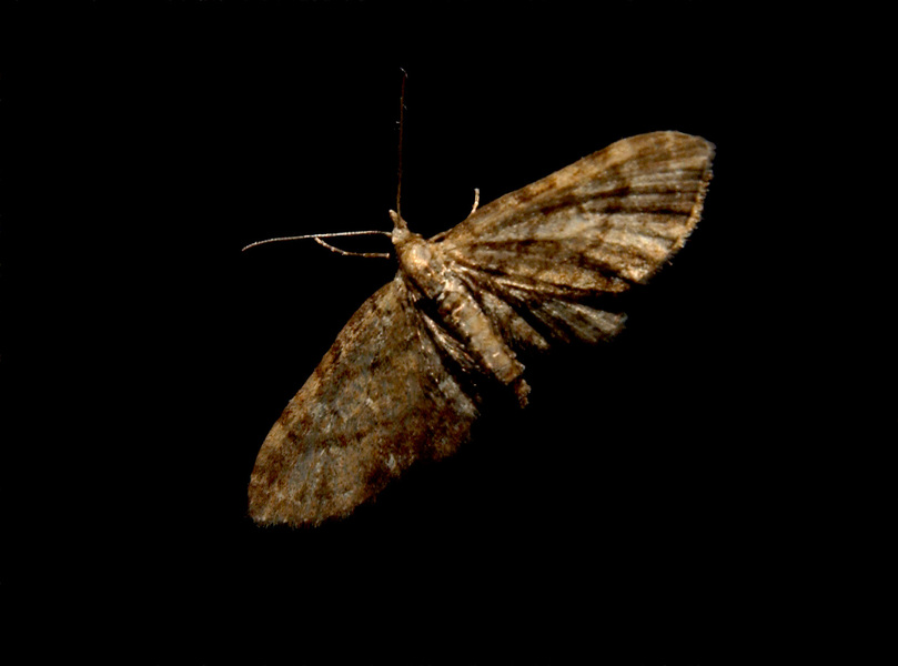 Eupithecia_sp