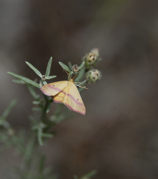 Haematopis_grataria0070