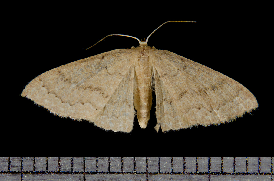 Pleuroprucha7099