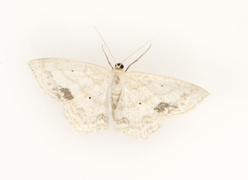 Geometridae