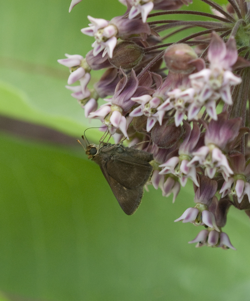 Hesperiidae