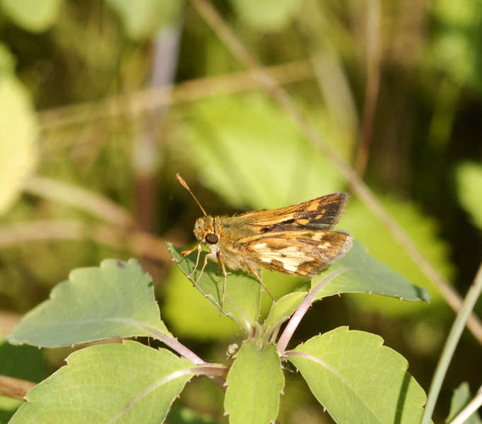 Hesperiidae