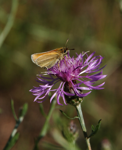 Hesperiidae