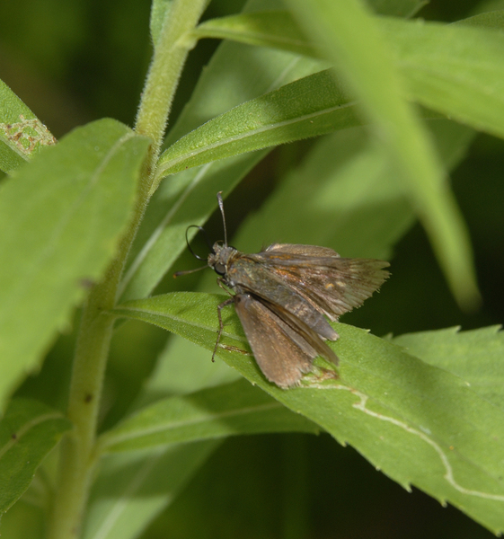 Wallengrenia_egeremet0058