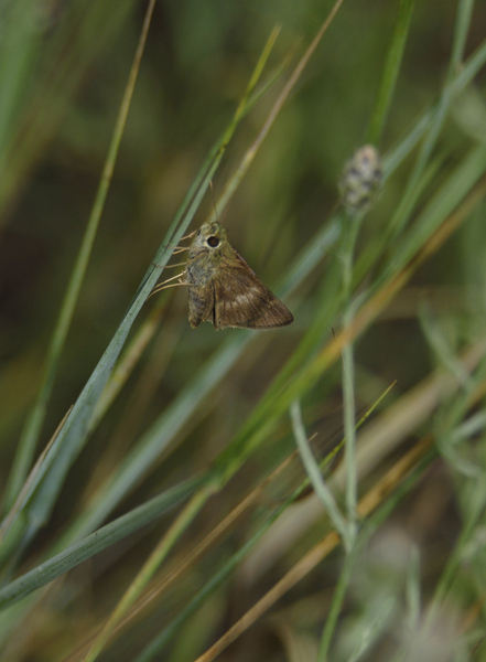 Wallengrenia_egeremet0059