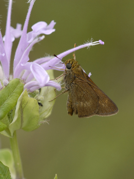 Hesperiidae