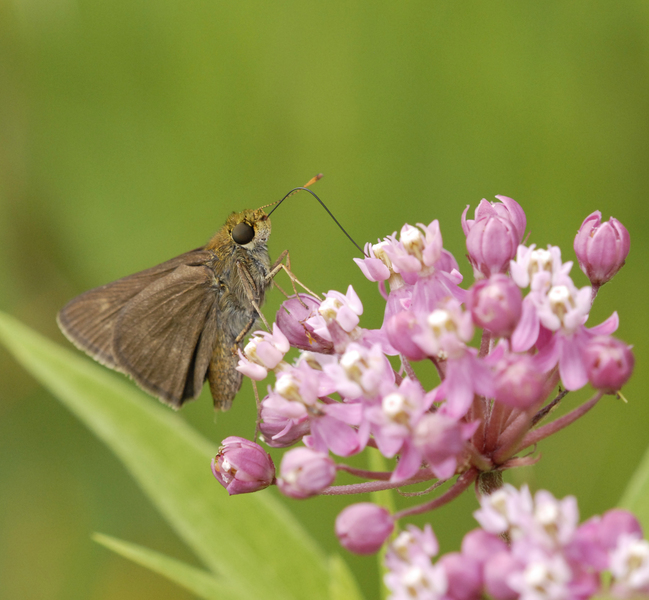 Hesperiidae