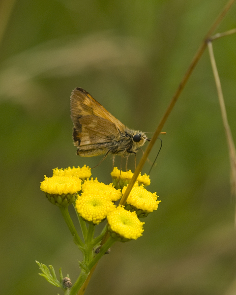 Hesperiidae