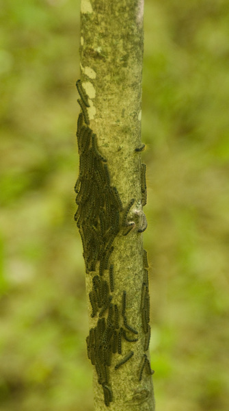 Malacosoma americanum