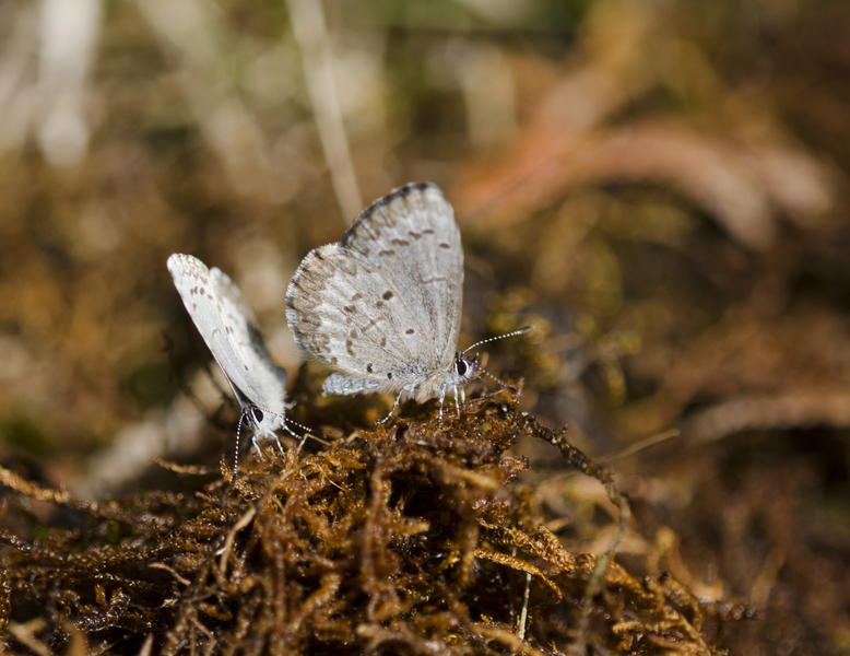 Celastrina