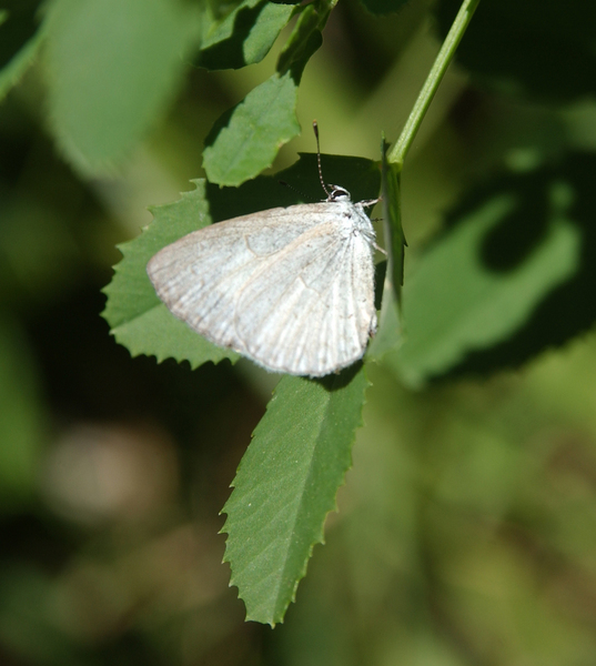 Celastrina neglecta