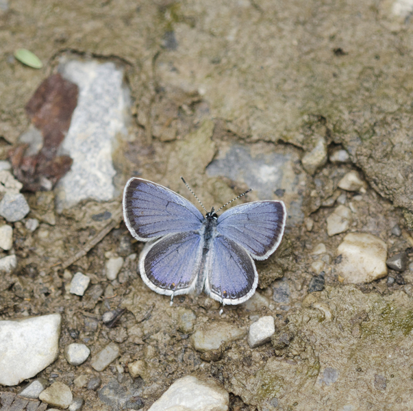 Lycaenidae