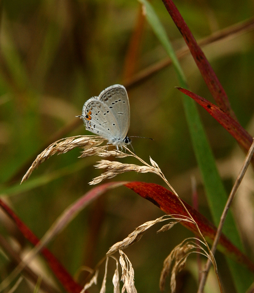 Lycaenidae