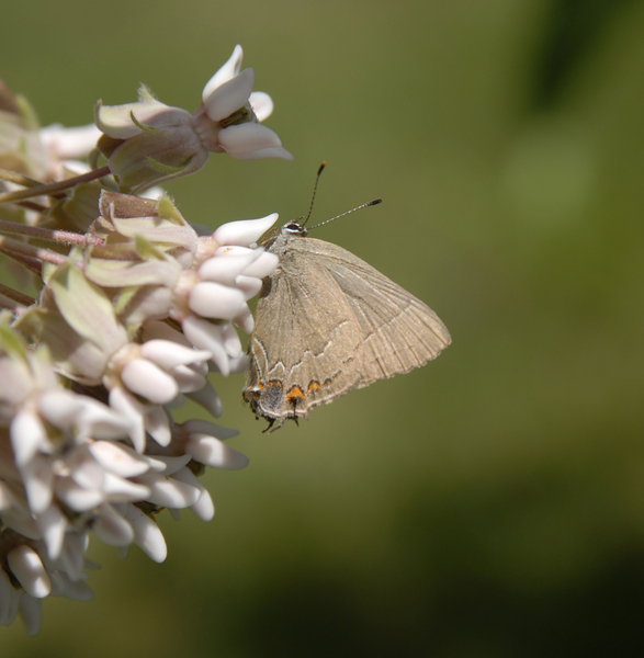 Lycaenidae