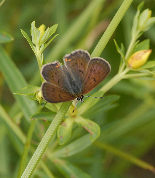 Lycaena