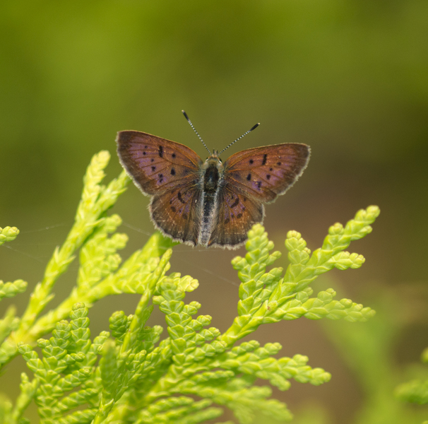 Lycaenidae