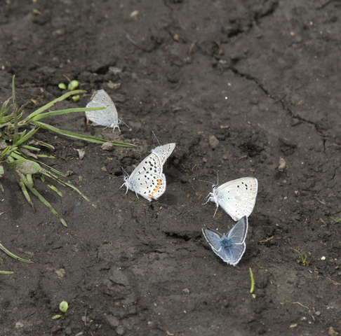 Photo of Lycaeides idas