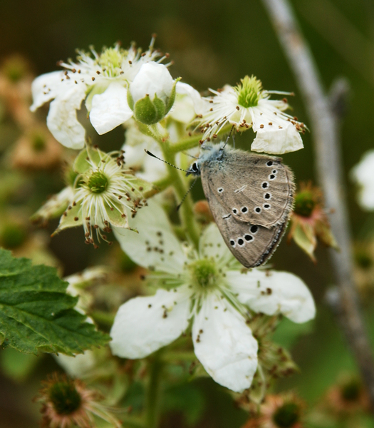 celastrina_ladon5040