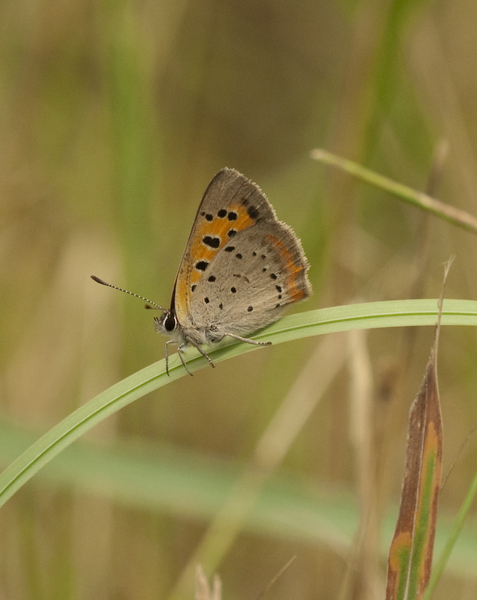 Lycaenidae