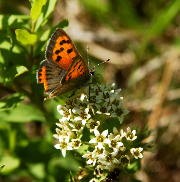 Lycaena phlaeas