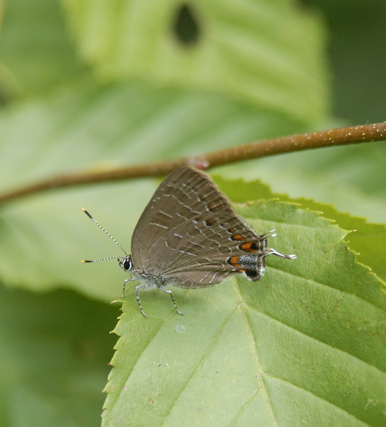 satyrium_caryaevorus0512