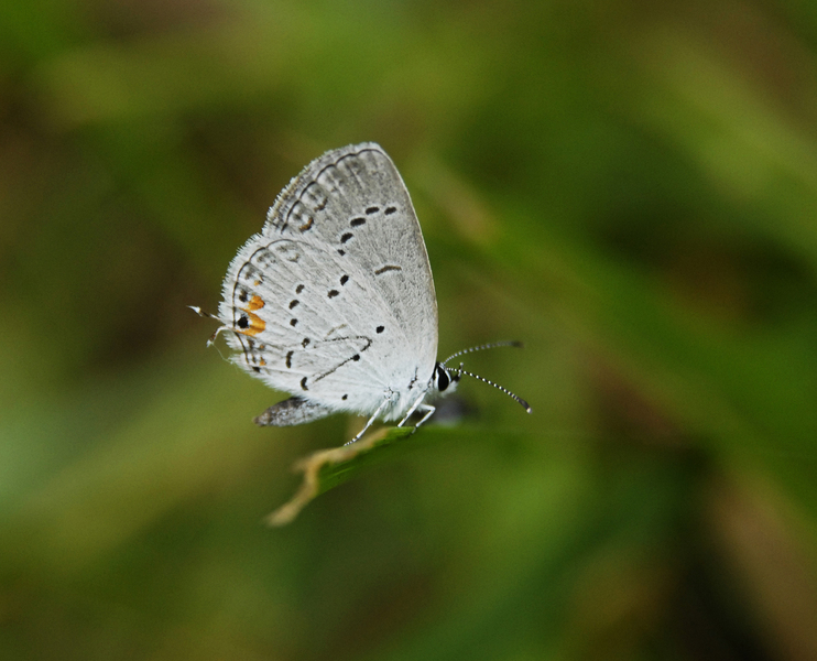 Lycaenidae