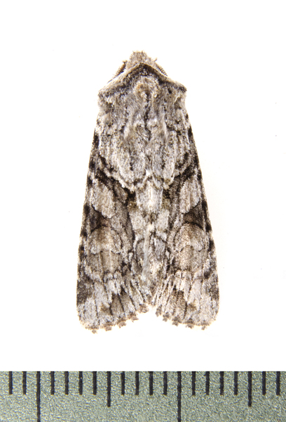 Noctuidae