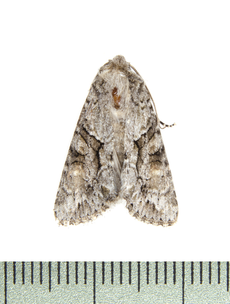 Noctuidae