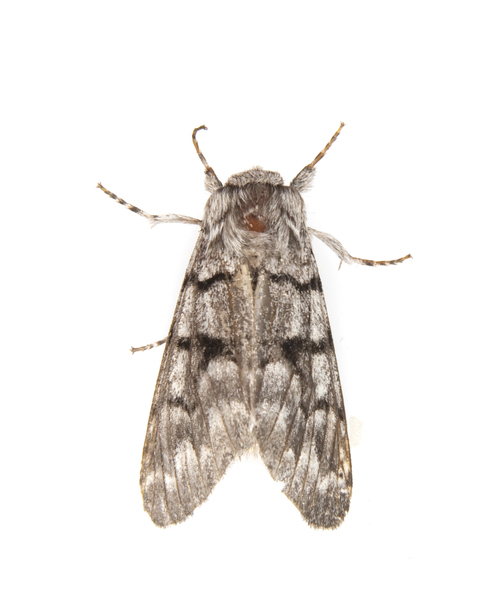 Noctuoidea