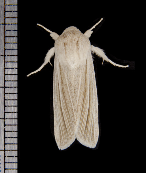 Simyra2745