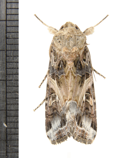 Spodoptera6564