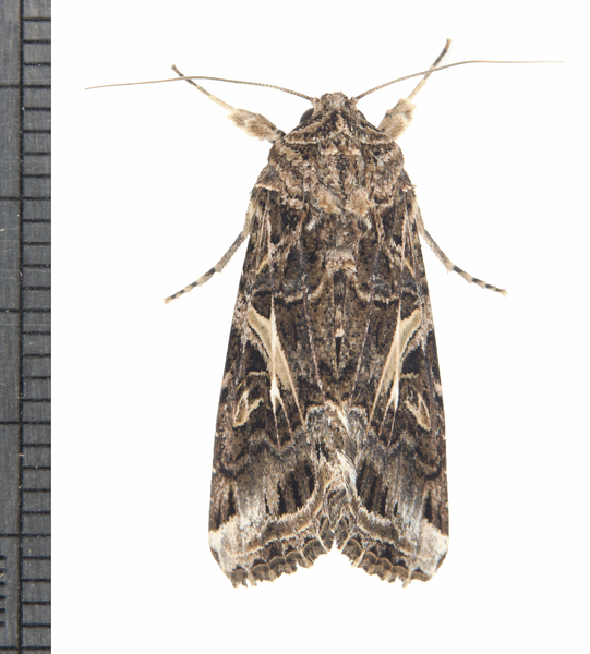 Spodoptera