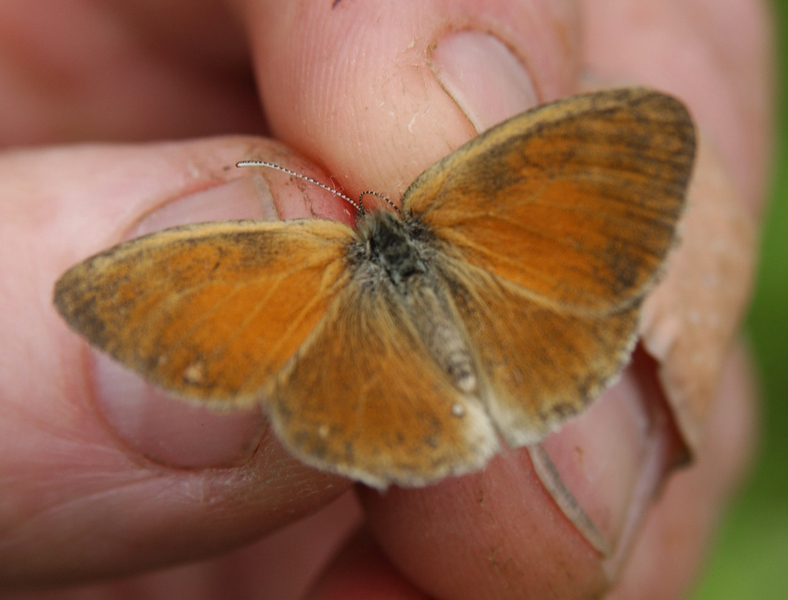 Coenonympha_tullia5044