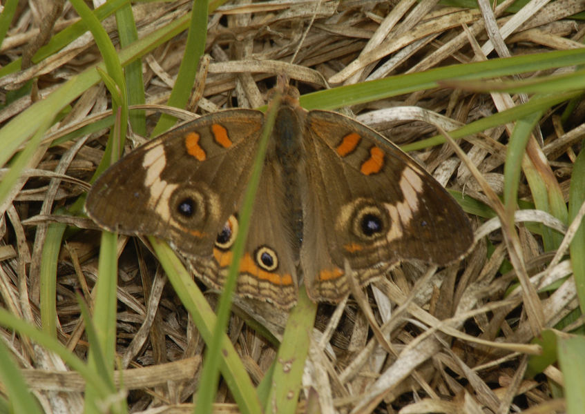 Junonia coenia