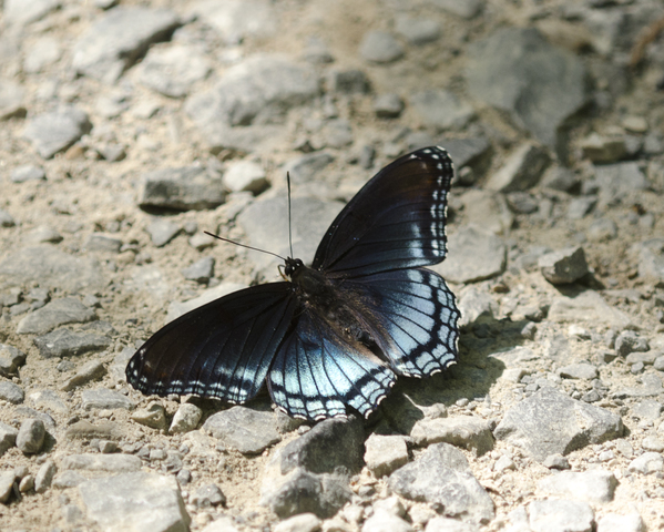 ADW: Limenitis arthemis: INFORMATION