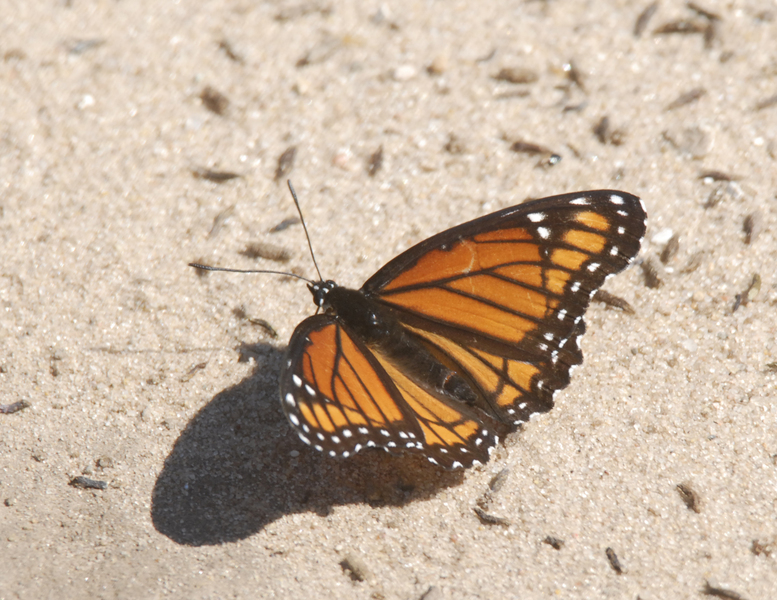 Limenitis archippus