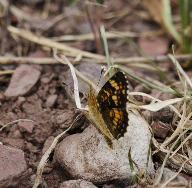 Phyciodes pulchella