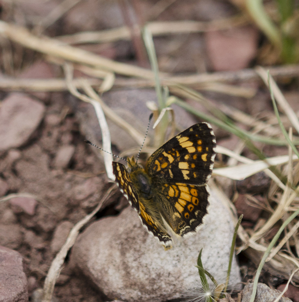 Phyciodes pulchella