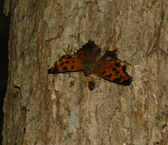 Polygonia interrogationis