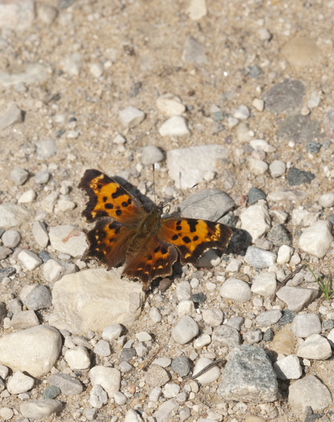 Polygonia2797