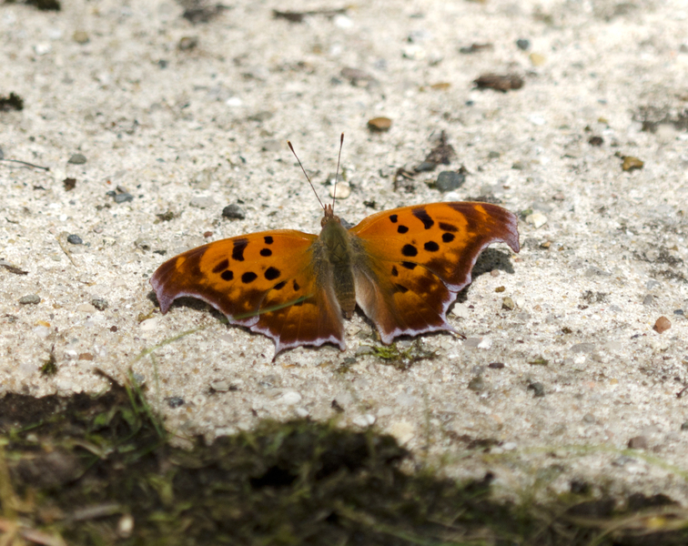 Polygonia interrogationis