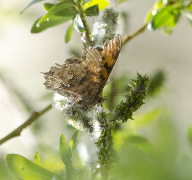 Polygonia faunus