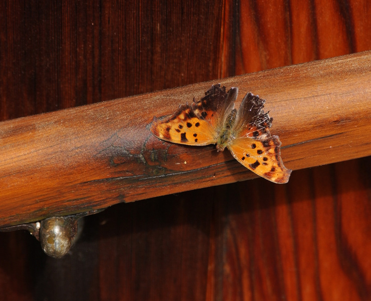 Polygonia interrogationis