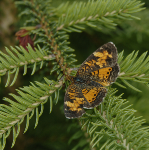 Phyciodes cocyta