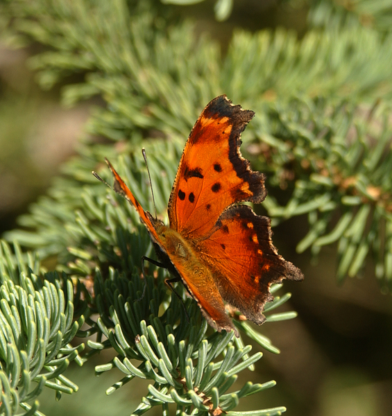 Polygonia