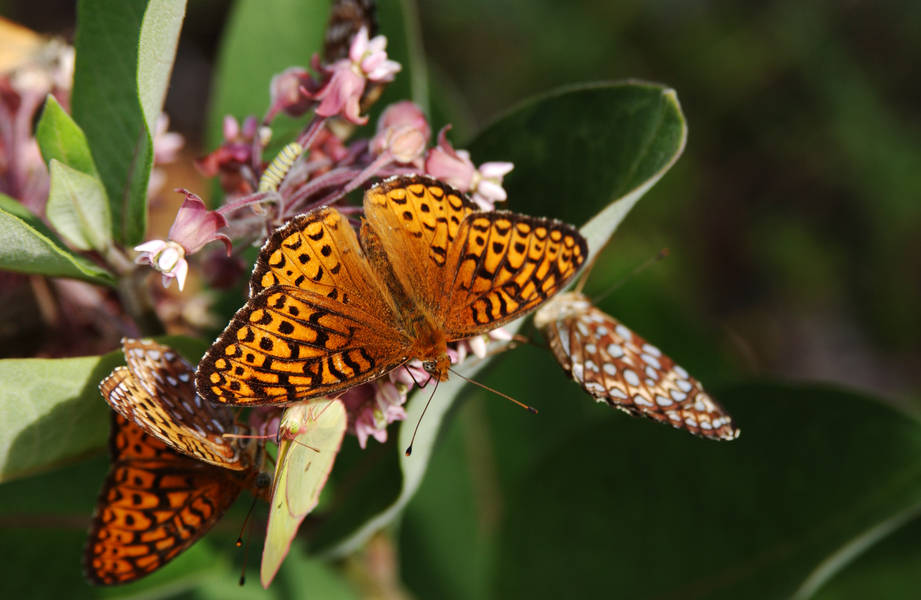 Nymphalidae