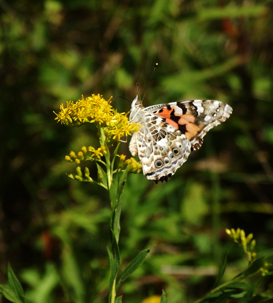 Vanessa cardui