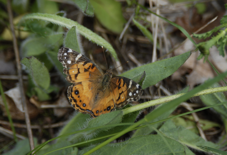 Vanessa_virginiensis0052