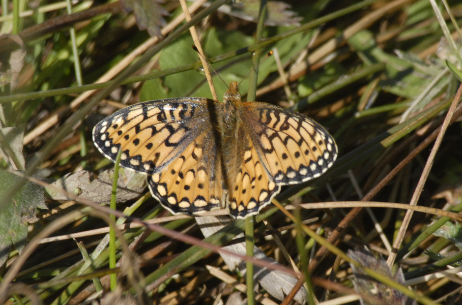 Papilionoidea